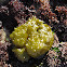Puff-Ball Algae