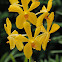 Aranda orchid