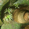 Stream Pot Fern and moss