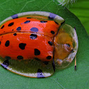 Tortoise beetle