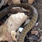 Yellow -Black Rat snake