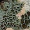 Lecanora pulicaris