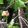 Capuchin Monkey