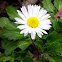 Common daisy, tratinčica