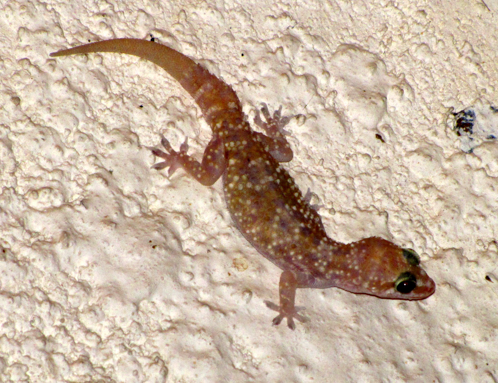 Mediterranean House Gecko