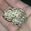 Red-spotted Toad