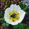 Ranunculus alpestris/Renoncule alpestre/Alpen-Hahnenfuß