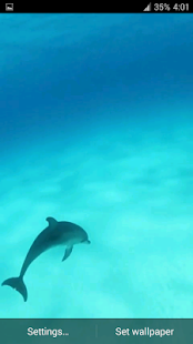 download Dolphins HD. Video Wallpaper free