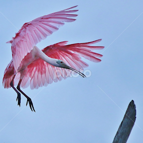 Coming in for a landing by Peg Elmore - Animals Birds