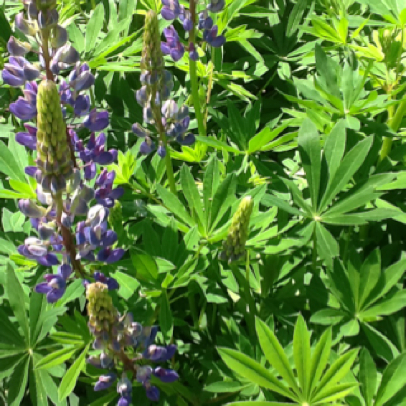 Lupins