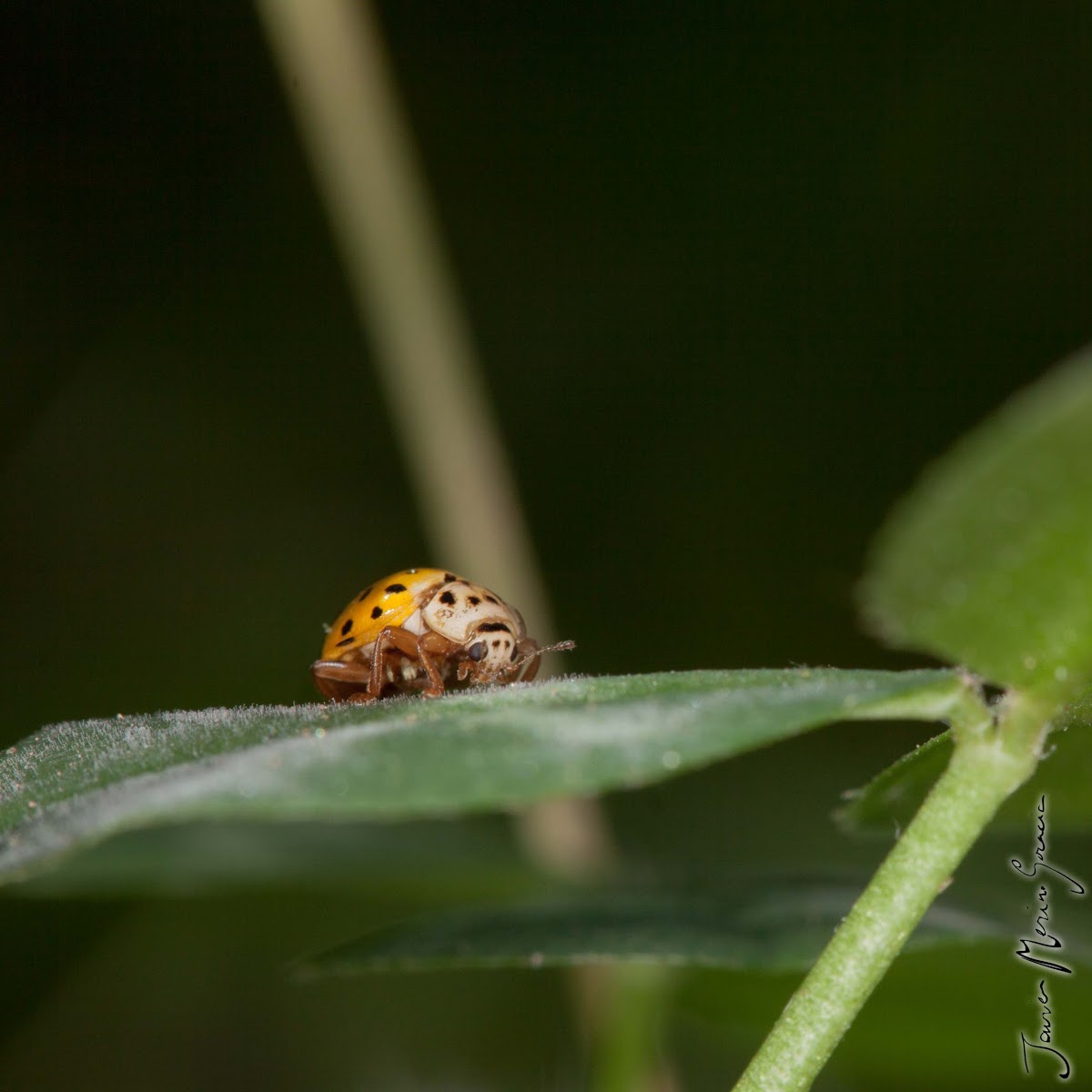 22-dot Ladybug