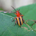 Three-Lined Potato Beetle