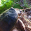 Common Snapping turtle