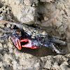 Red Clawed Mangrove crab