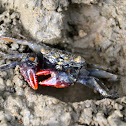 Red Clawed Mangrove crab