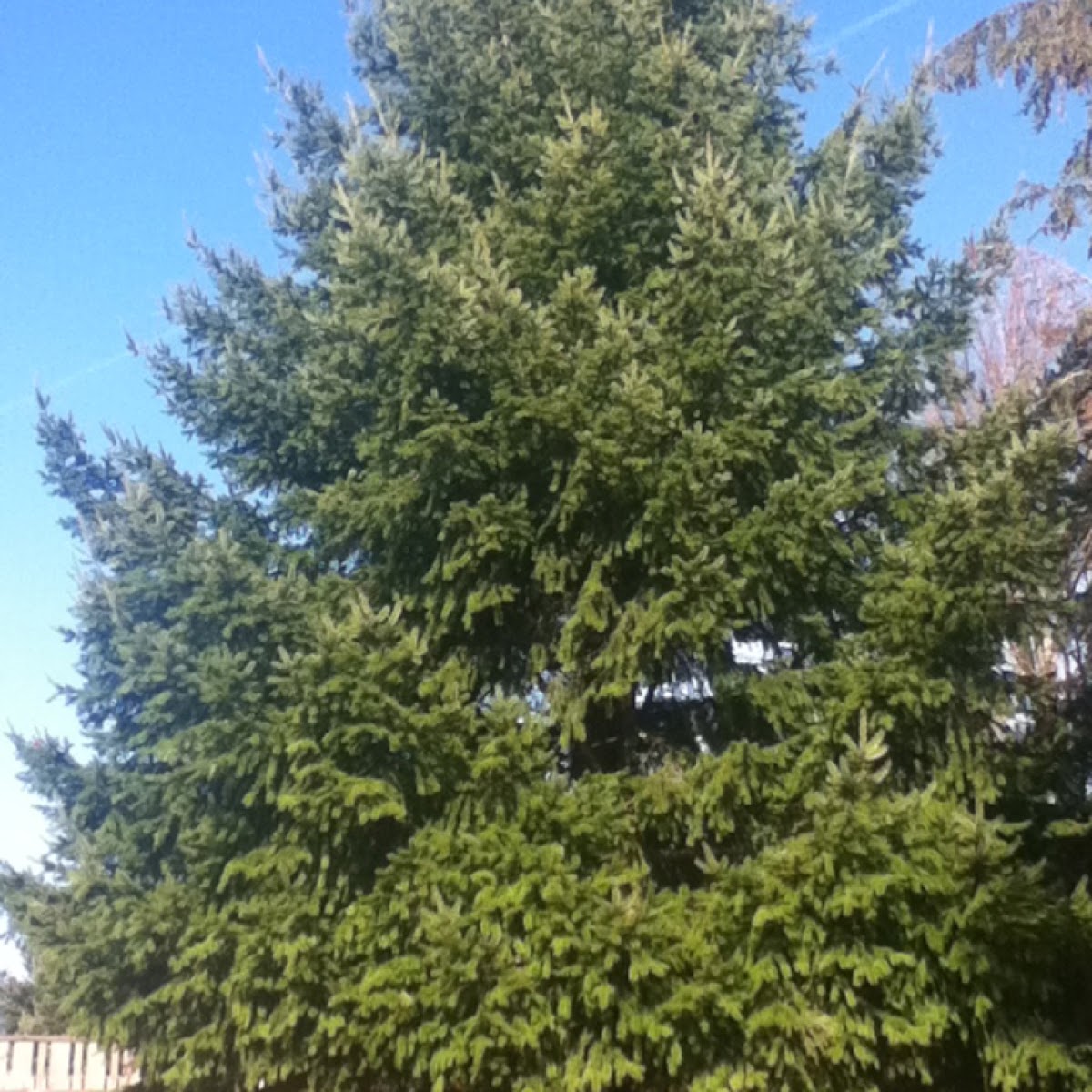 duglas fir tree