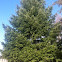 duglas fir tree