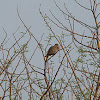 Little Brown Dove /  Laughing Dove