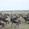 Wildebeest--great migration