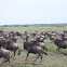 Wildebeest--great migration