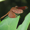 Fulvous Forest Skimmer (male)