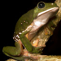 Mexican Leaf Frog