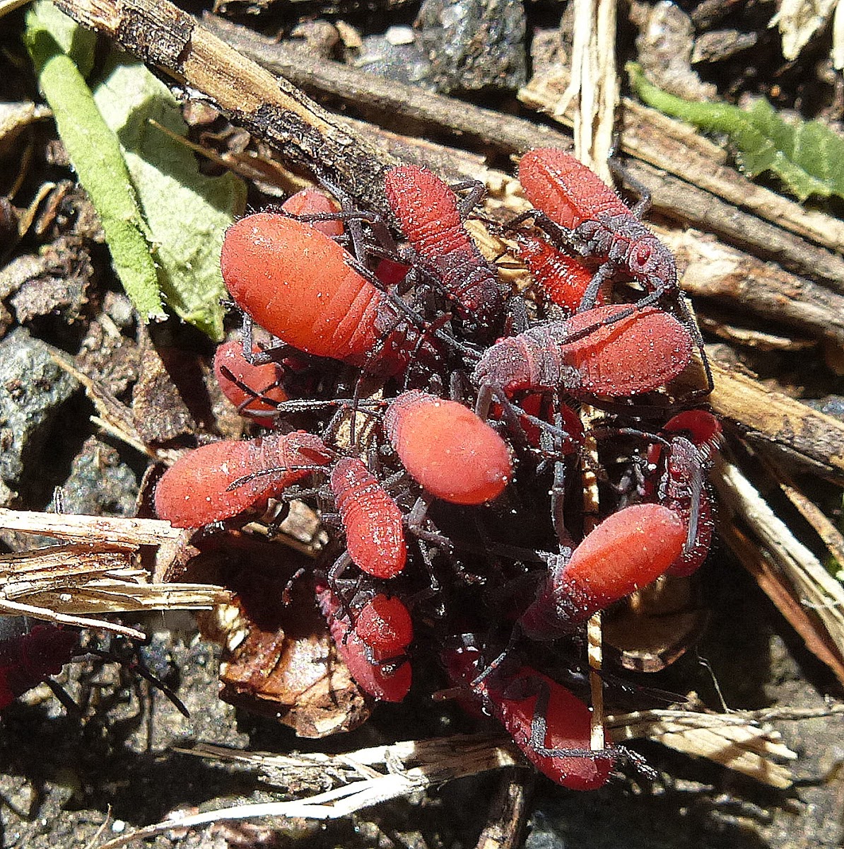 Red Shouldered Bugs