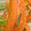 Candy-Striped Leafhopper