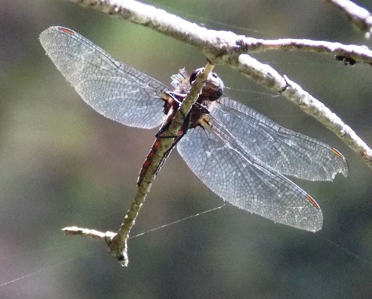 Skimmer Dragonfly