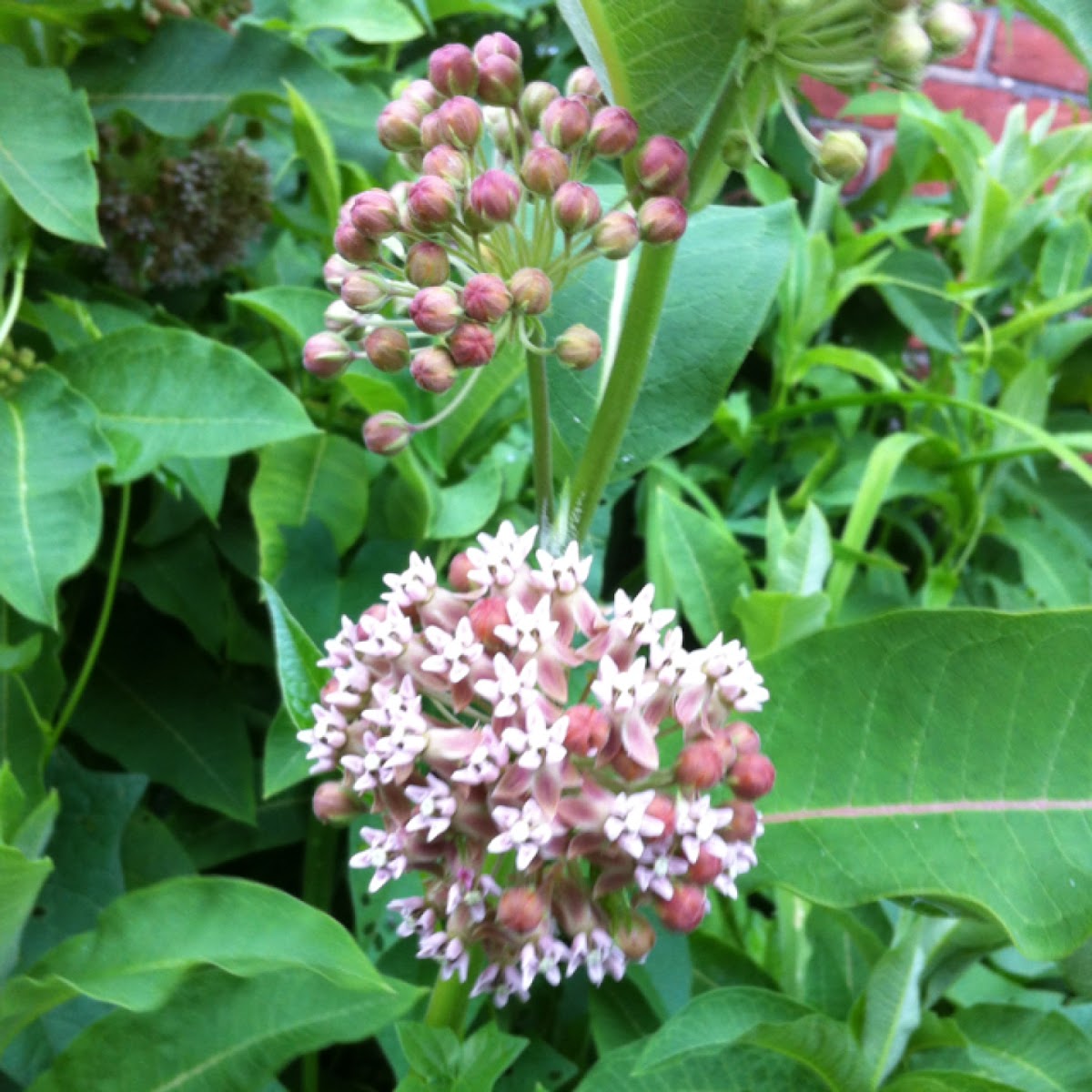 Milkweed Project Noah