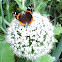 Red admiral