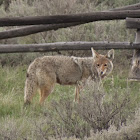 Coyote