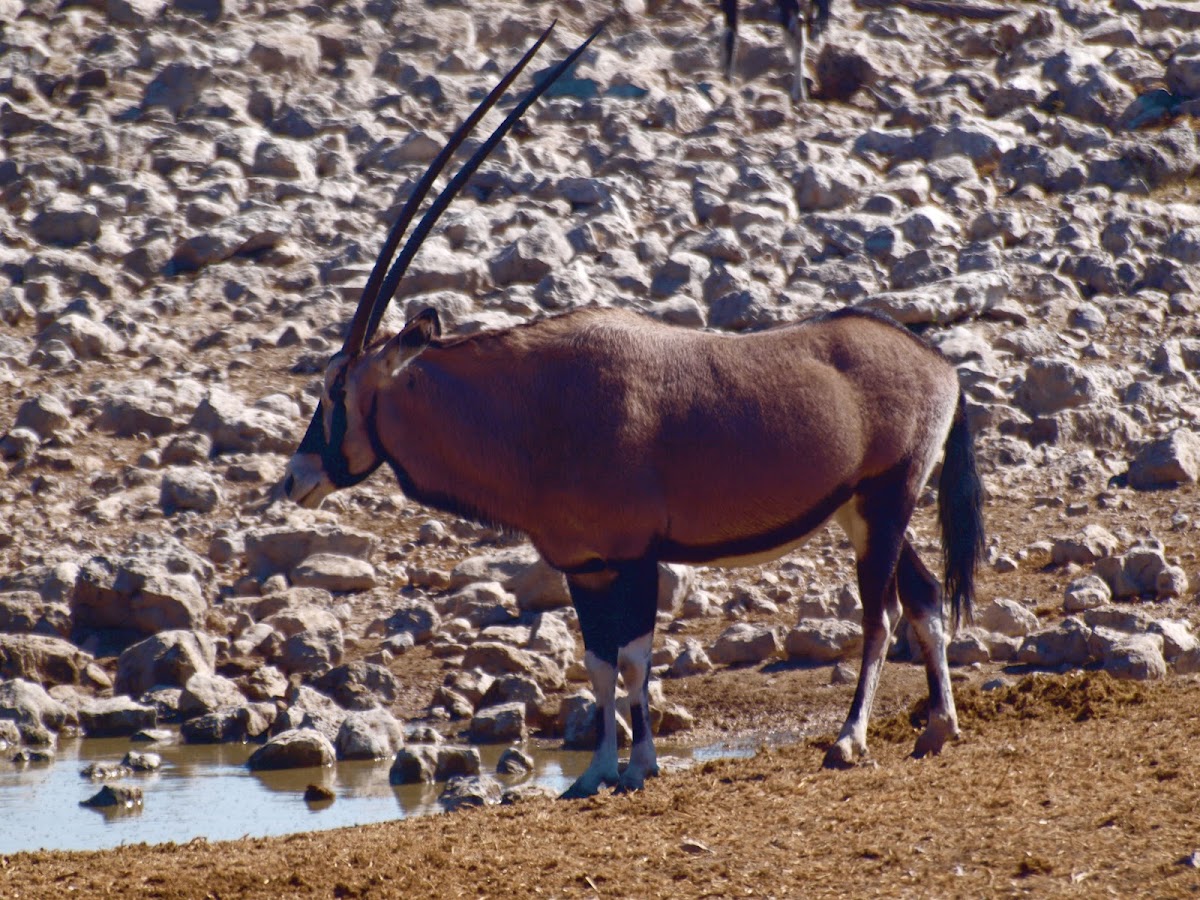 Gemsbok