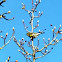 Audubon's Yellow-rumped Warbler