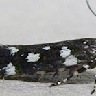Six-spotted Aroga Moth