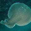 Electric Sting Ray