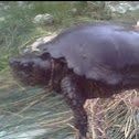 Western Pond Turtle