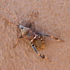 Arizona Stink Bug