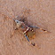 Arizona Stink Bug