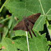 Brown long-tailed skipper