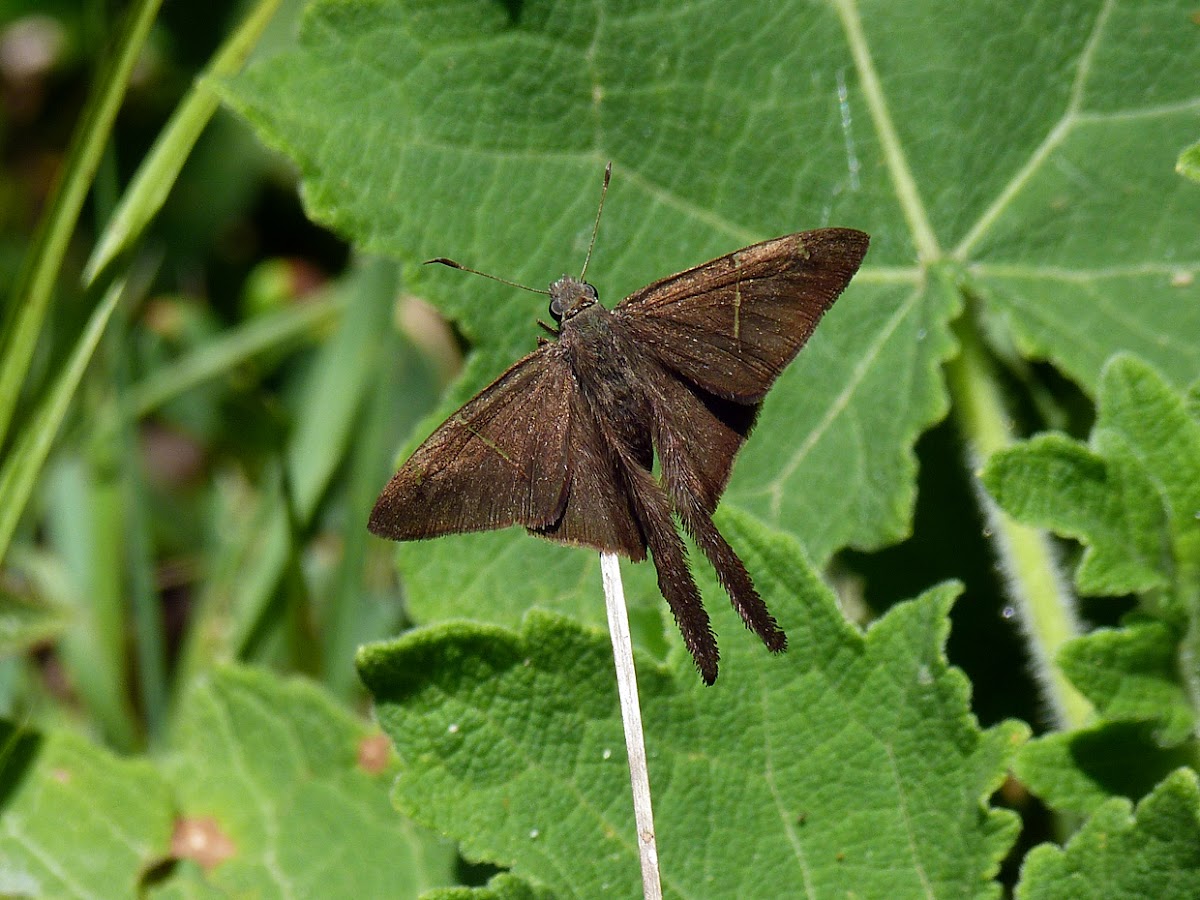 Brown long-tailed skipper