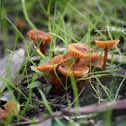 orange wax cap fungi