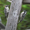 Nuttall's woodpeckers