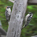 Nuttall's woodpeckers