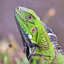 Wildlife of Curaçao