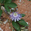 Passionflower