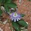 Passionflower