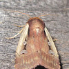 Flame-shouldered Dart Moth
