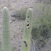 Nest cavities in saguaro