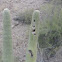 Nest cavities in saguaro